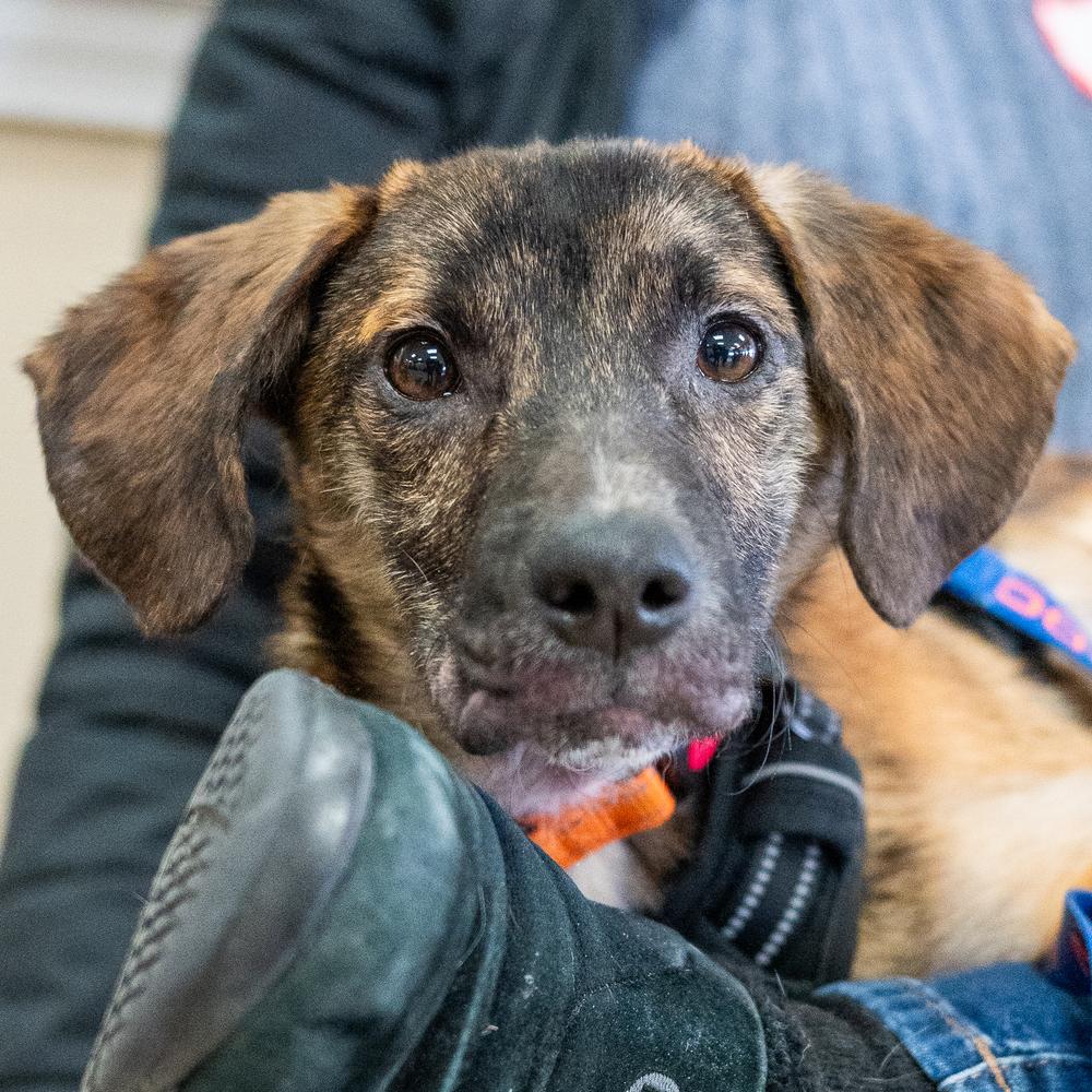 Bobble, a Adoptable mixed breed in Mundelein, IL image 2/6
