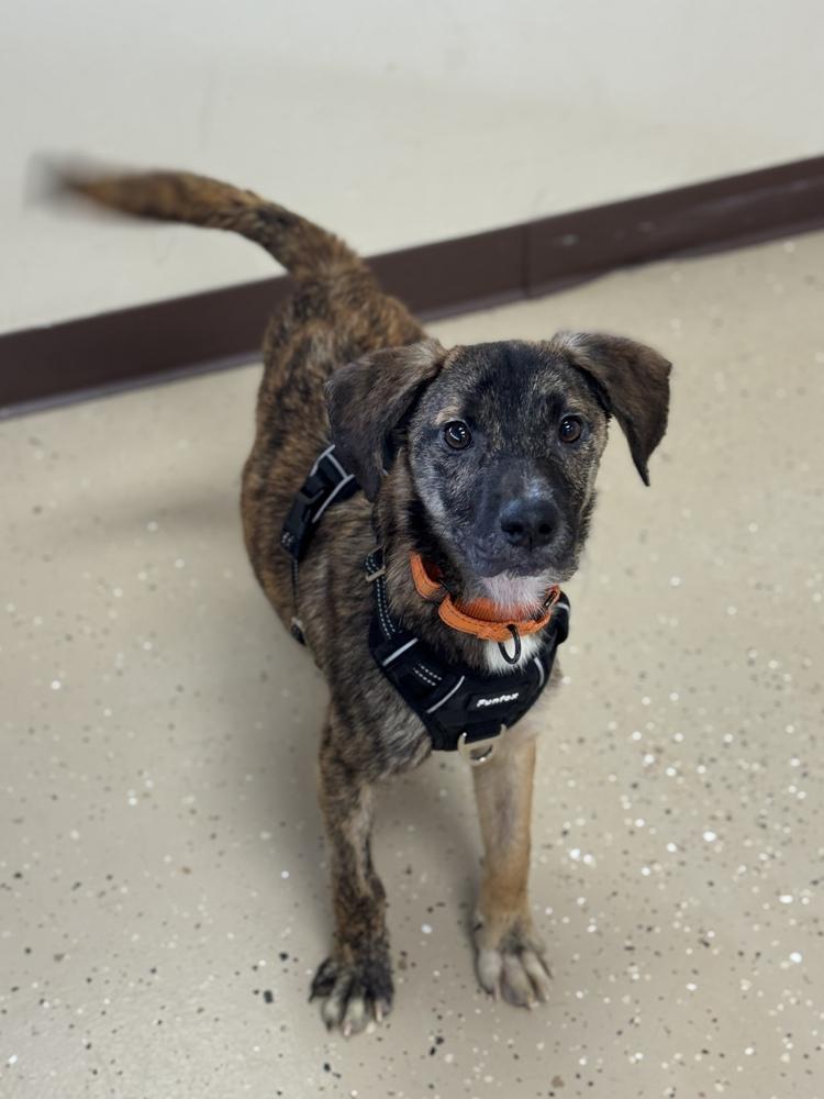 Bobble, a Adoptable mixed breed in Mundelein, IL image 3/6