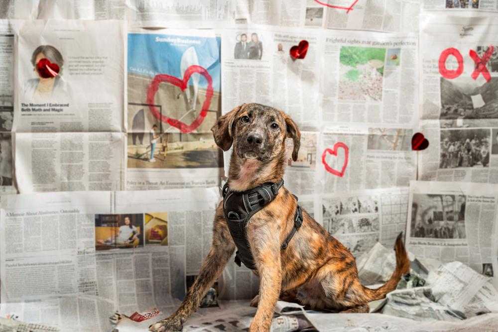 Bobble, a Adoptable mixed breed in Mundelein, IL image 4/6