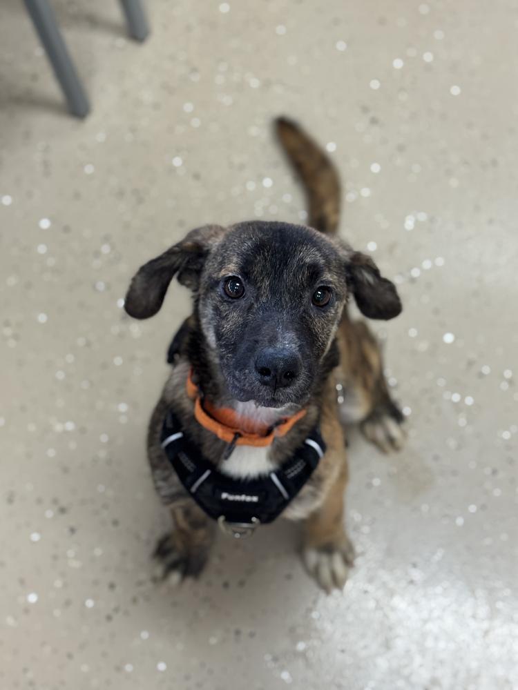 Bobble, a Adoptable mixed breed in Mundelein, IL image 5/6