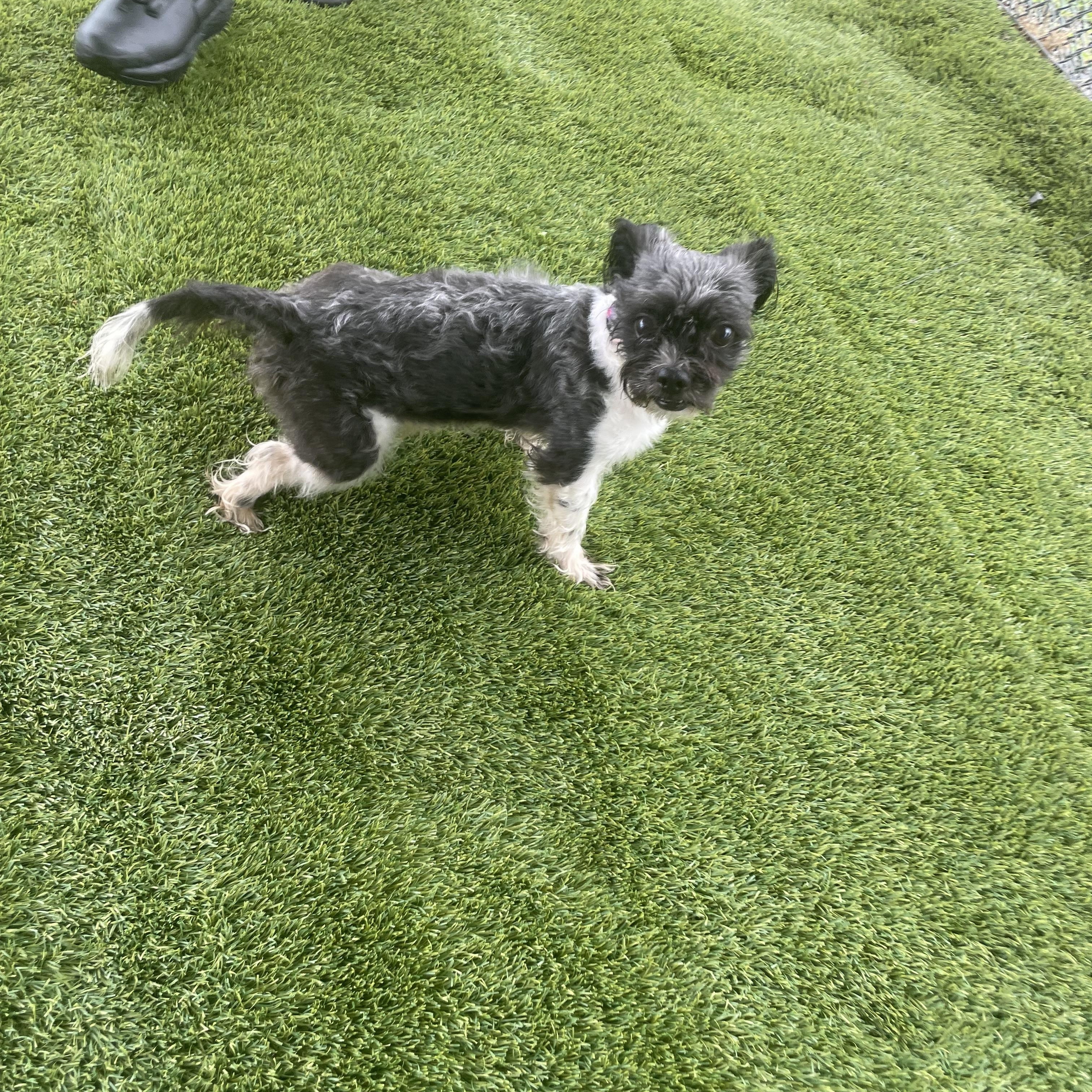 Skippa, Adult Male Terrier