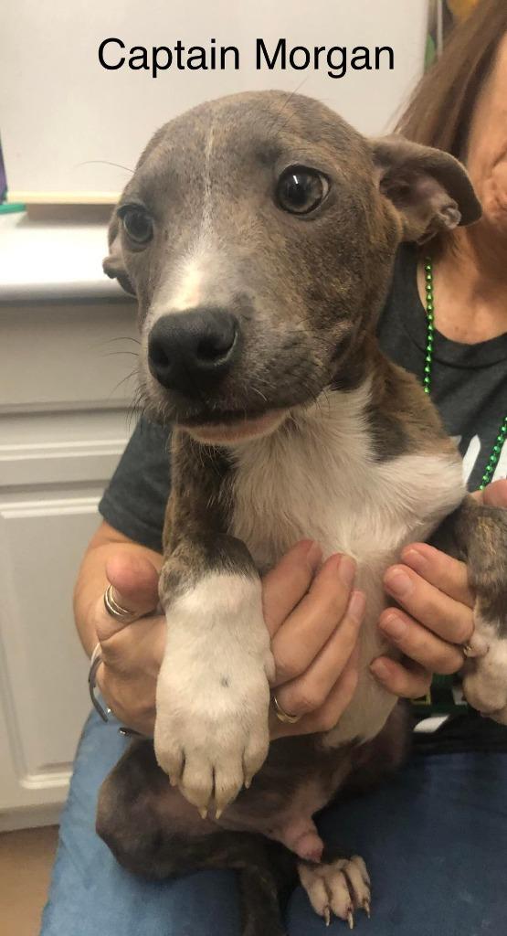 Enlarge Captain Morgan, a Adoptable Boxer in Rutherfordton, NC image 1/5