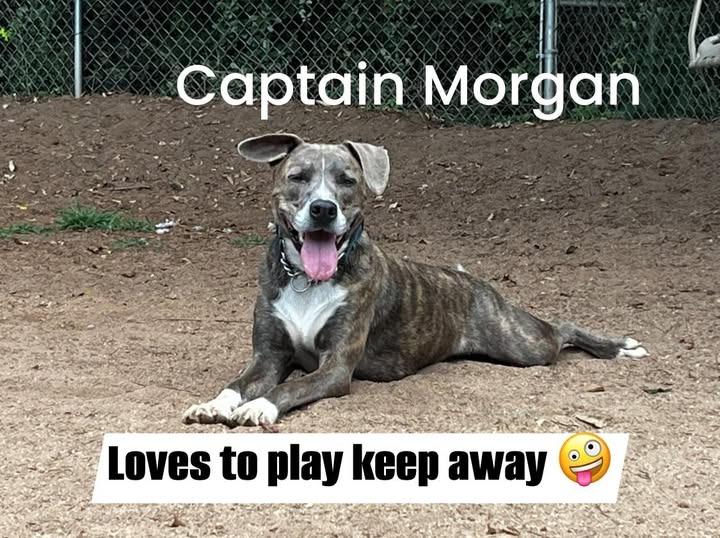 Enlarge Captain Morgan, a Adoptable Boxer in Rutherfordton, NC image 2/5