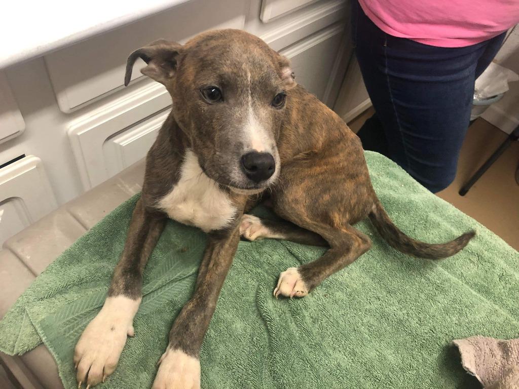 Enlarge Captain Morgan, a Adoptable Boxer in Rutherfordton, NC image 3/5