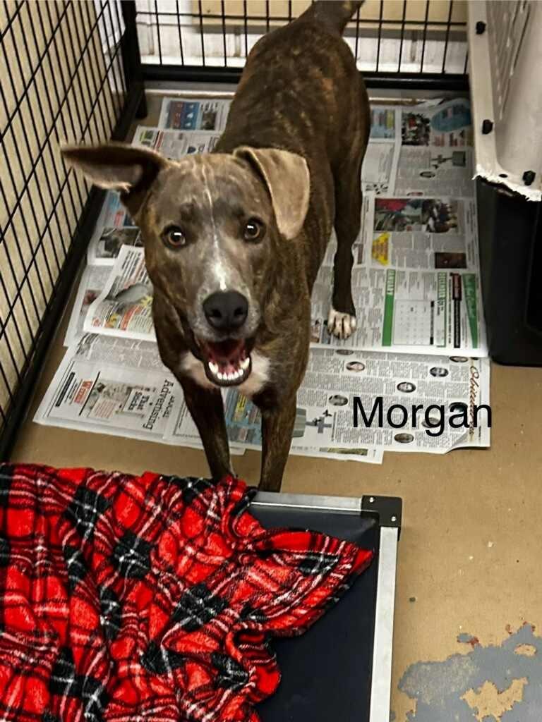 Enlarge Captain Morgan, a Adoptable Boxer in Rutherfordton, NC image 4/5