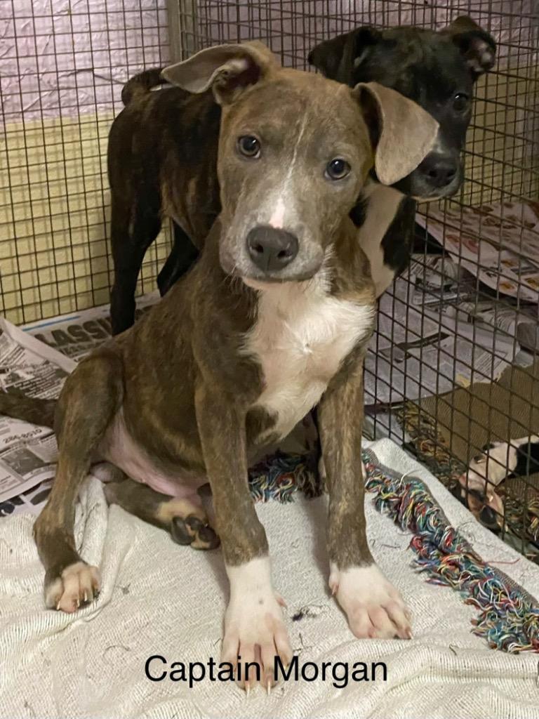 Enlarge Captain Morgan, a Adoptable Boxer in Rutherfordton, NC image 5/5