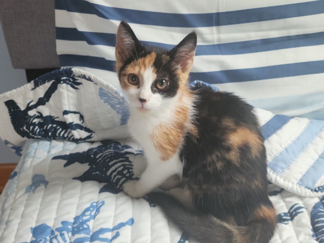Enlarge Sugarbun, a Adopted Calico in Willoughby, OH image 2/10