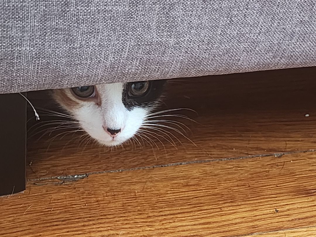 Enlarge Sugarbun, a Adopted Calico in Willoughby, OH image 3/10