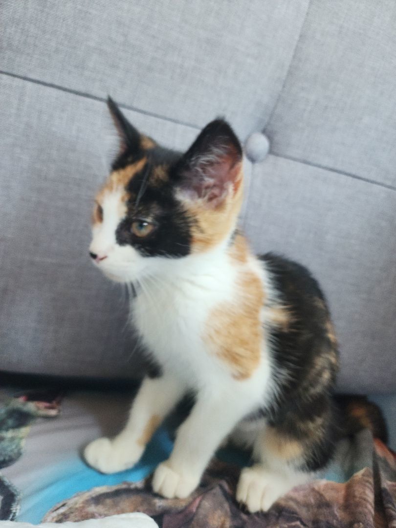 Enlarge Sugarbun, a Adopted Calico in Willoughby, OH image 4/10