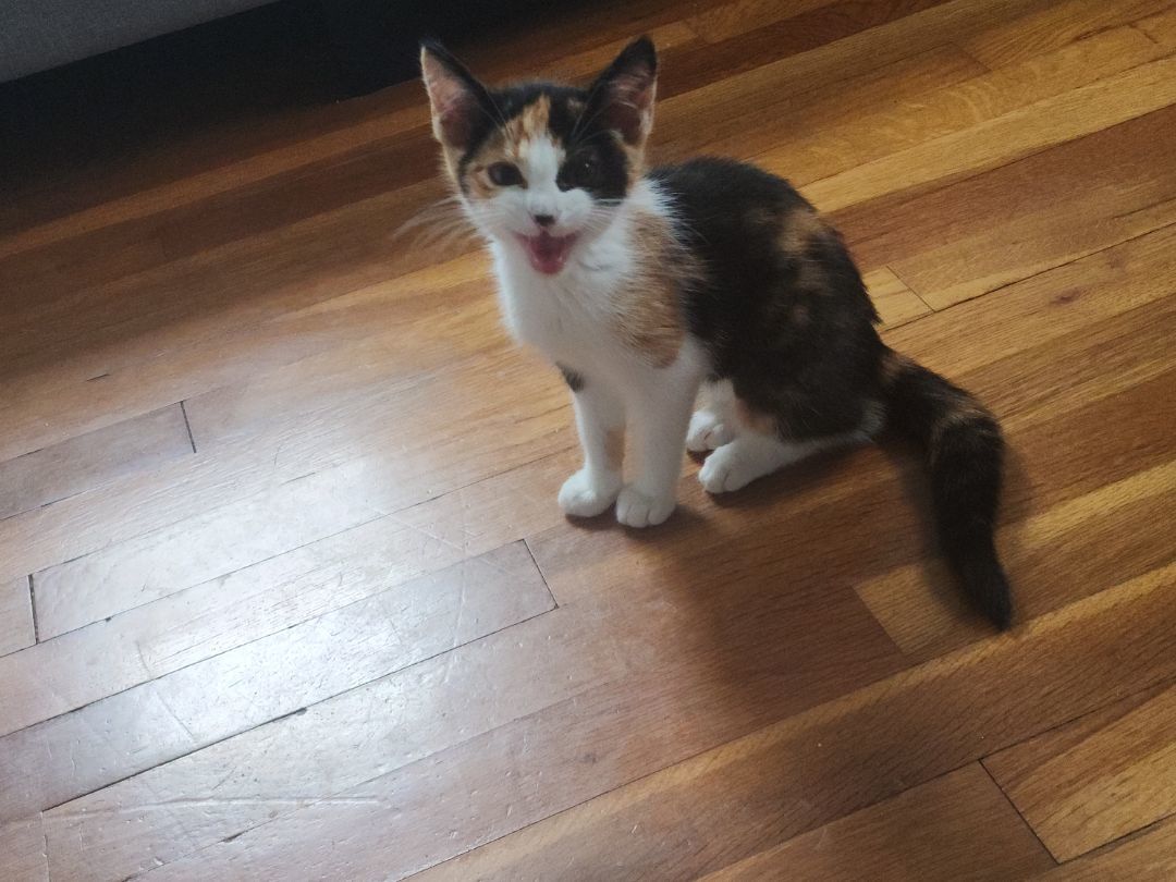 Enlarge Sugarbun, a Adopted Calico in Willoughby, OH image 5/10