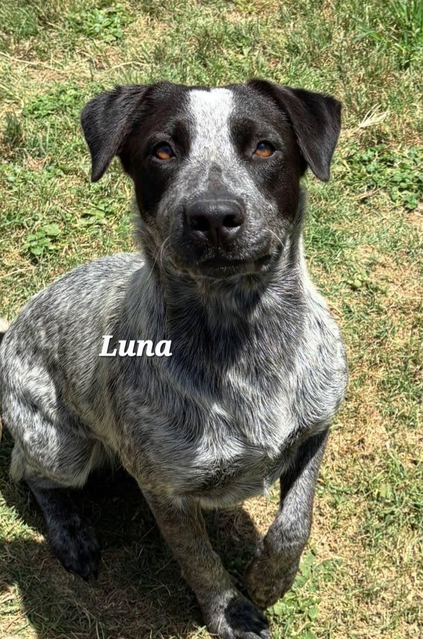 Luna, a ADOPTABLE mixed breed in Mingus, TX image 1/2