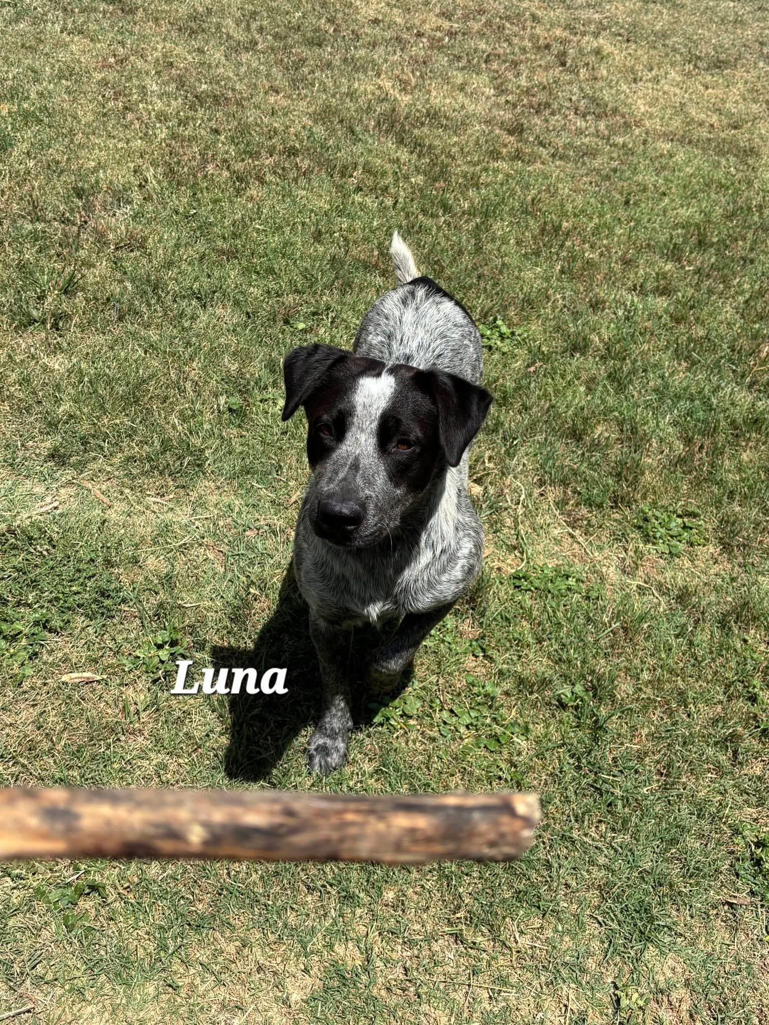 Luna, a ADOPTABLE mixed breed in Mingus, TX image 2/2
