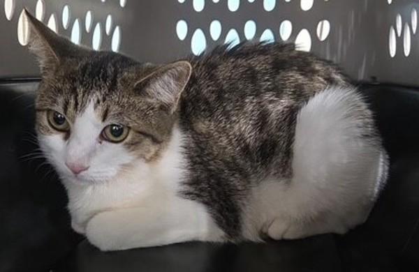26-09-2762 Autumn, Adoptable, Adult Female Domestic Short Hair.