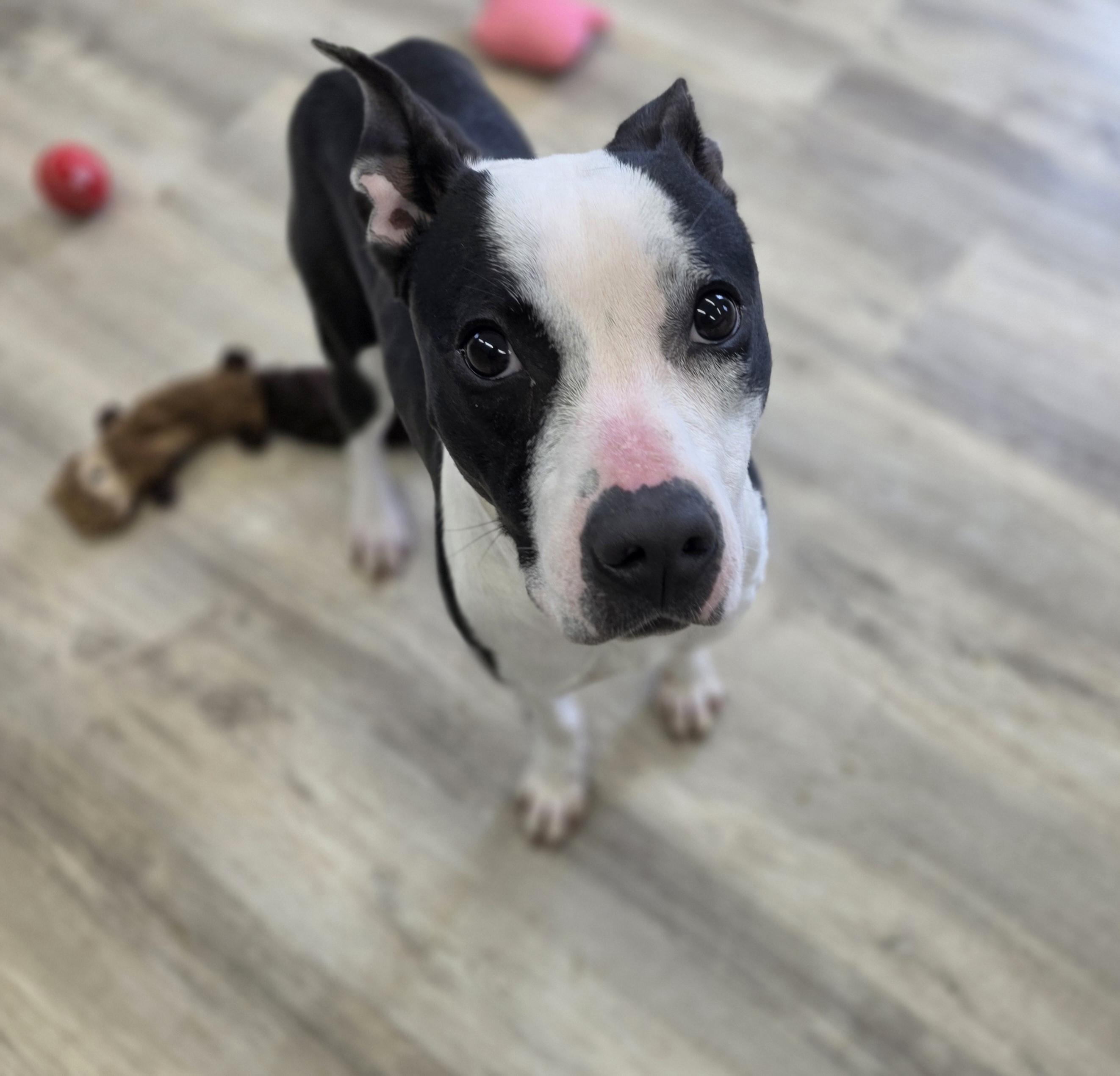 Blossom, ADOPTABLE, Young Female Mixed Breed.