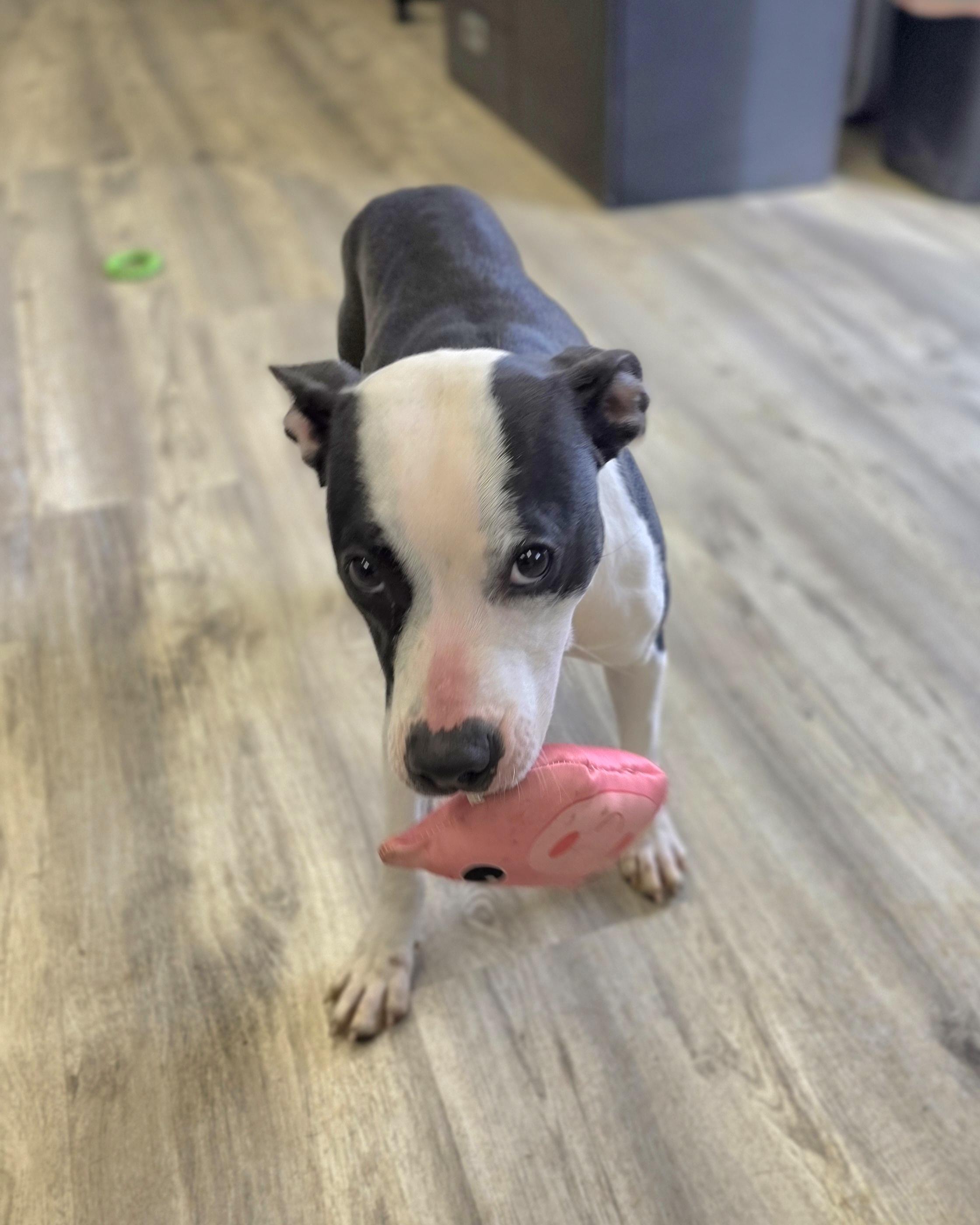 Enlarge Blossom, a ADOPTABLE Mixed Breed in PHILADELPHIA, TN image 2/2