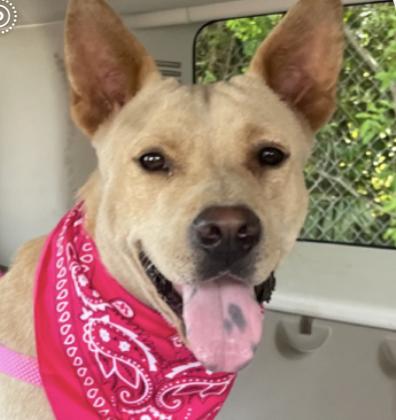 Enlarge Cinnamon Sugar - The Sweetest Ever, a Adoptable mixed breed in Sarasota, FL image 4/6