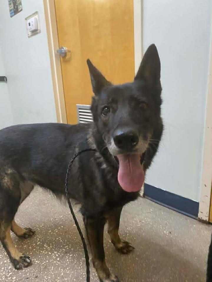 Raksha, Adoptable, Adult Female Mixed Breed.