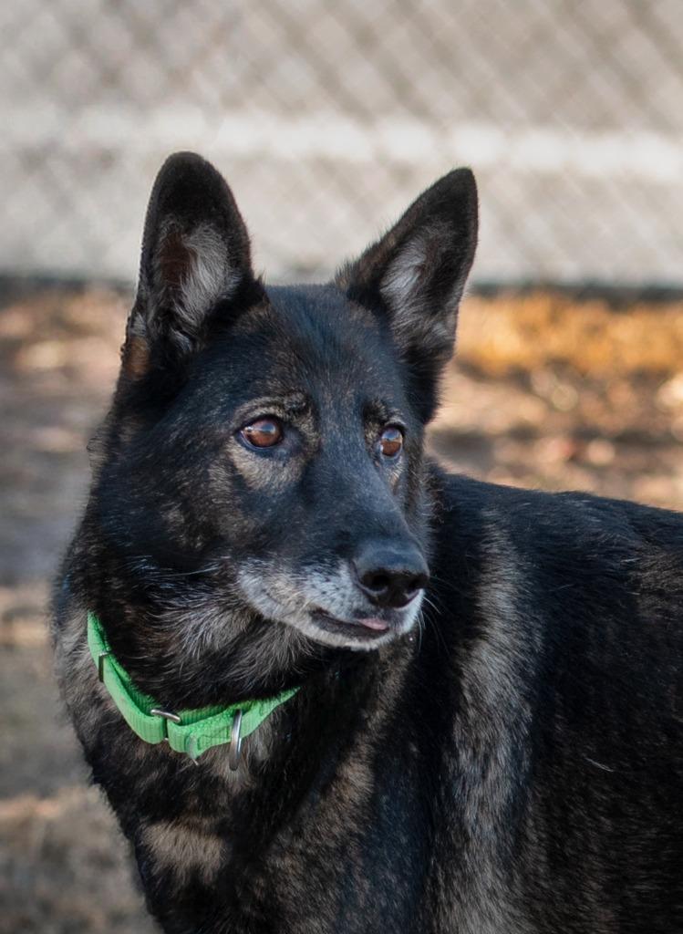 Raksha, Adoptable, Adult Female Mixed Breed.
