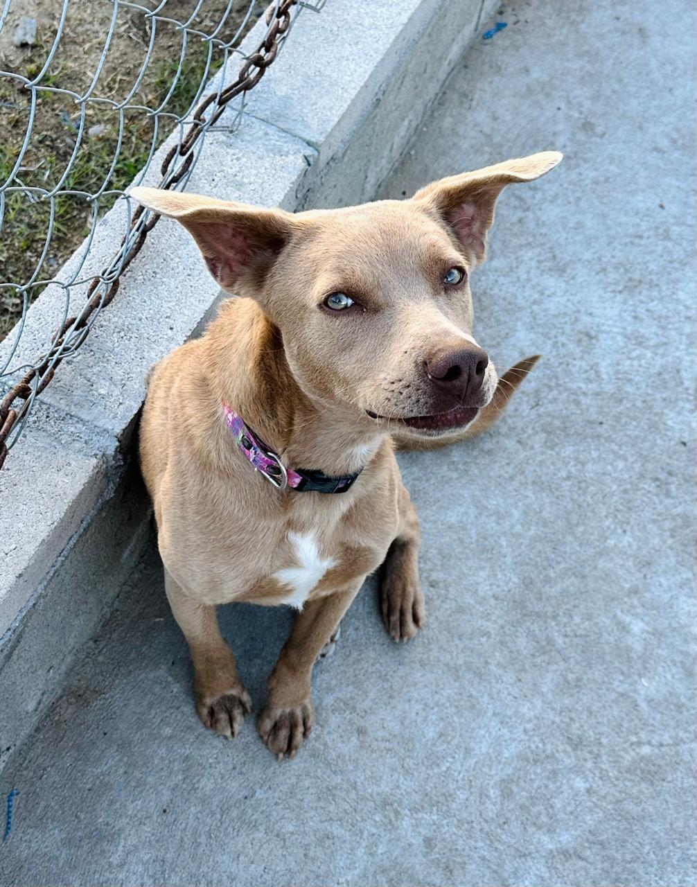 Enlarge Nagu, a ADOPTABLE Mixed Breed in Tijuana, BCN image 1/6