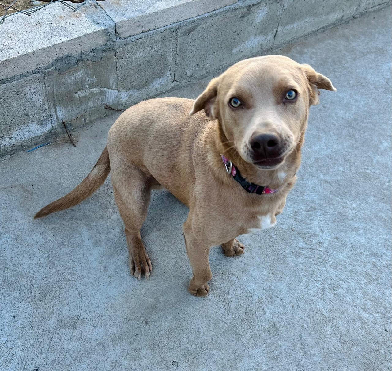 Enlarge Nagu, a ADOPTABLE Mixed Breed in Tijuana, BCN image 5/6