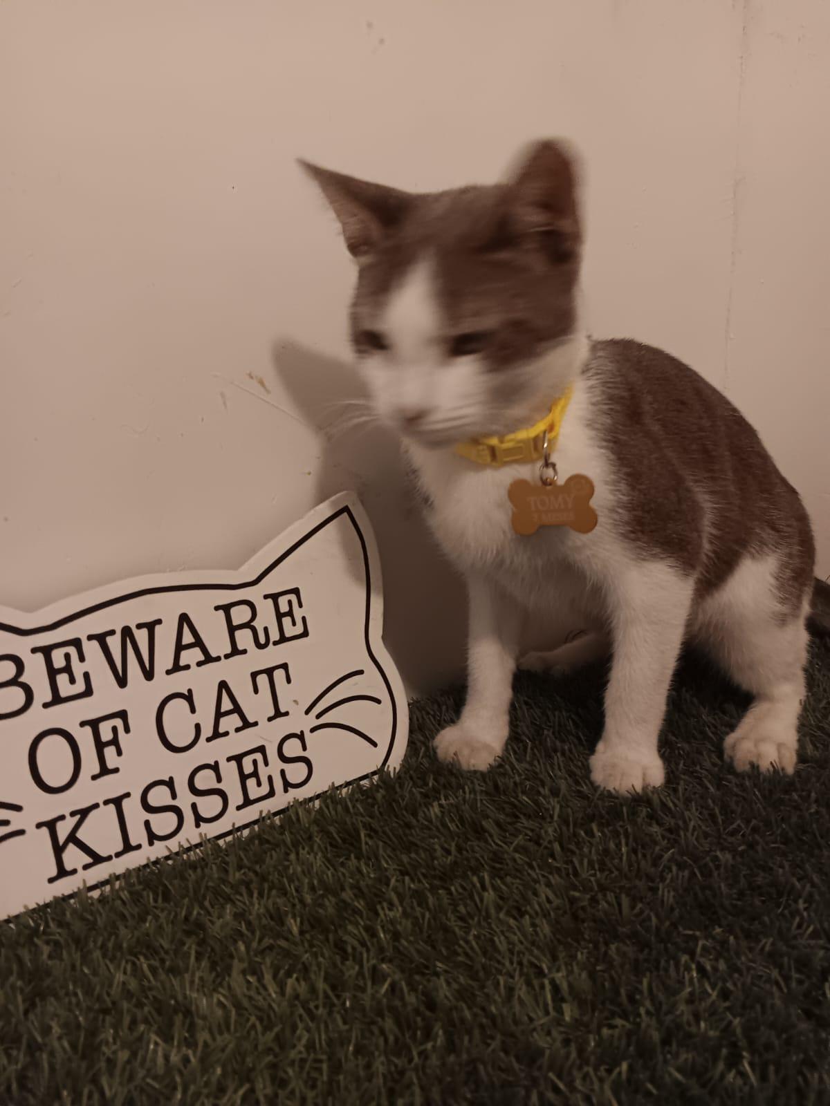 Enlarge Nagu, a ADOPTABLE Mixed Breed in Tijuana, BCN image 4/6