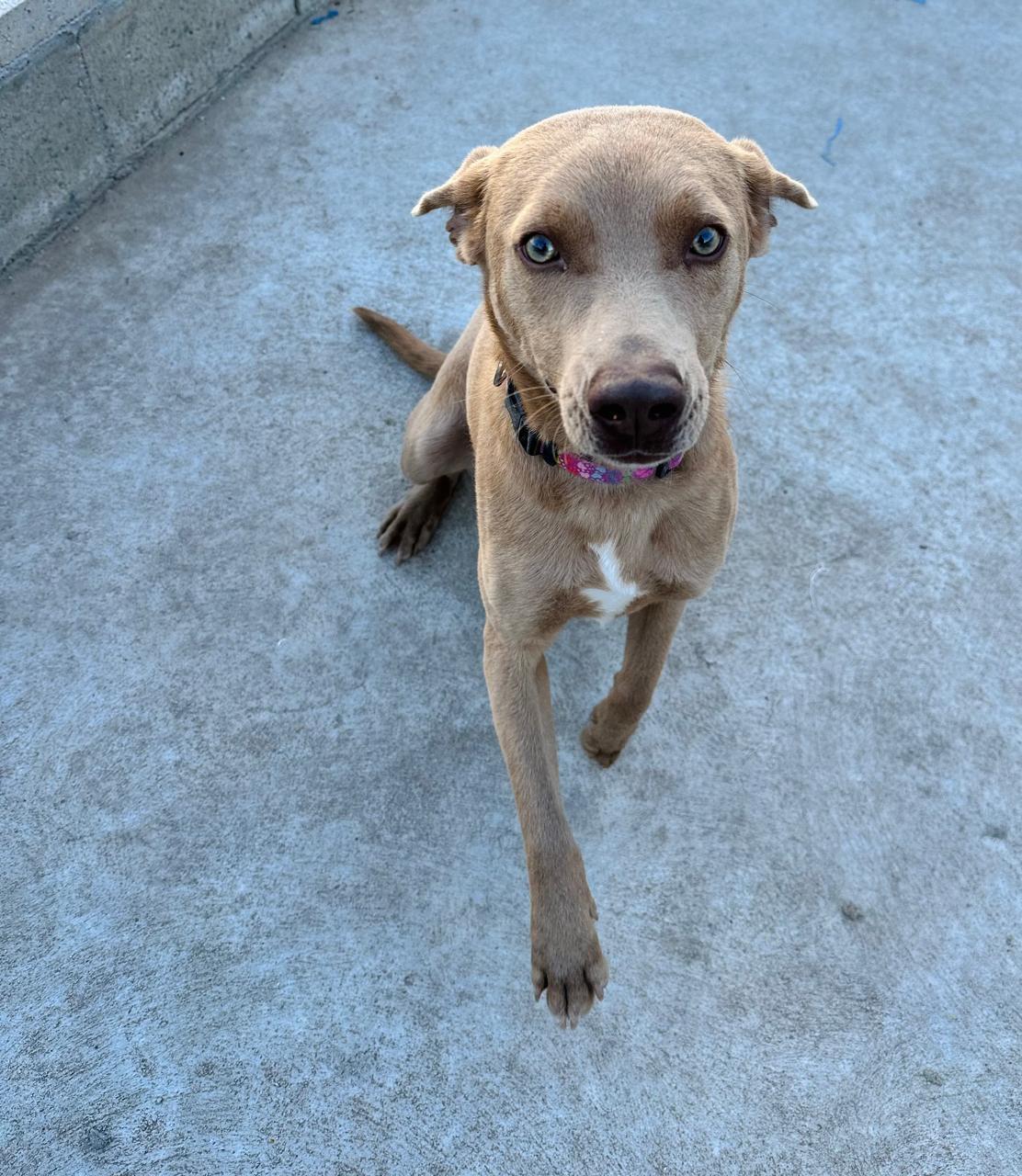 Enlarge Nagu, a ADOPTABLE Mixed Breed in Tijuana, BCN image 6/6