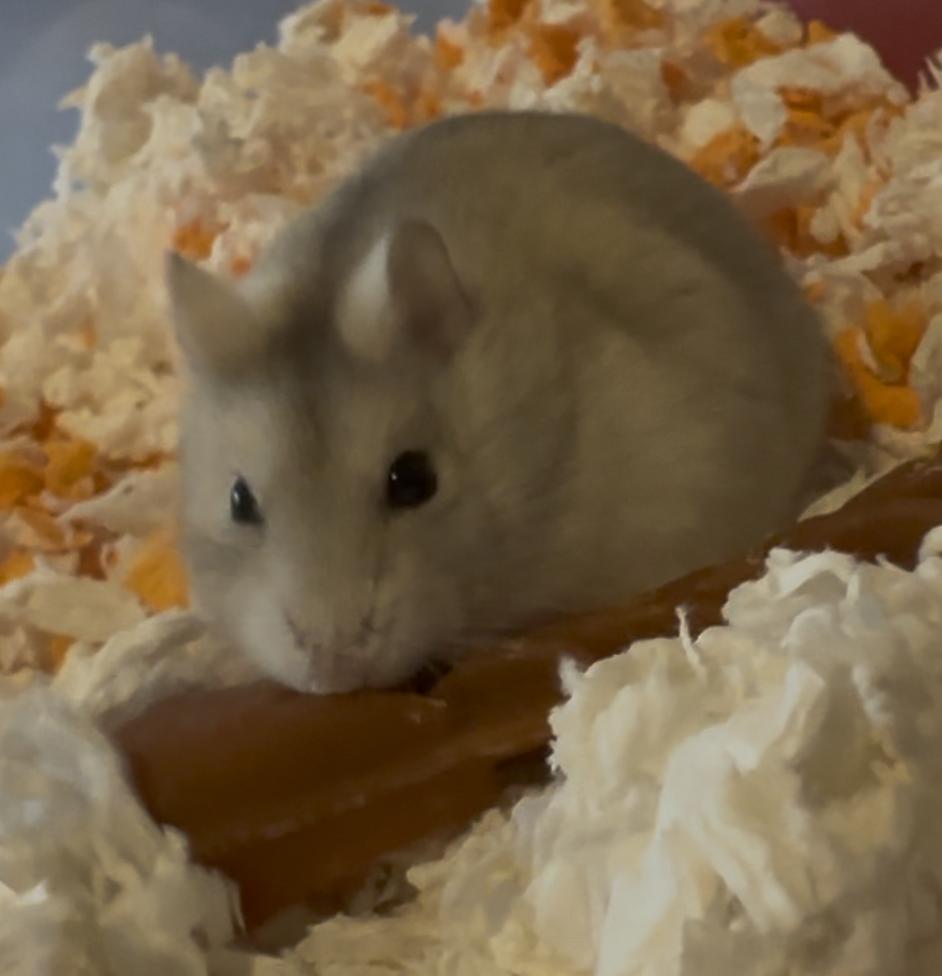 Enlarge Zoey, a Adoptable Dwarf Hamster in Minneapolis, MN image 3/4