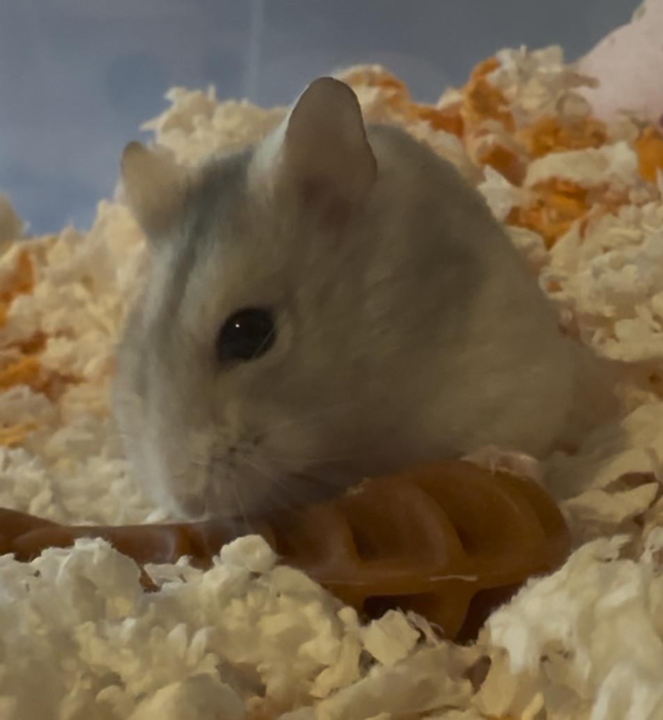 Enlarge Zoey, a Adoptable Dwarf Hamster in Minneapolis, MN image 4/4