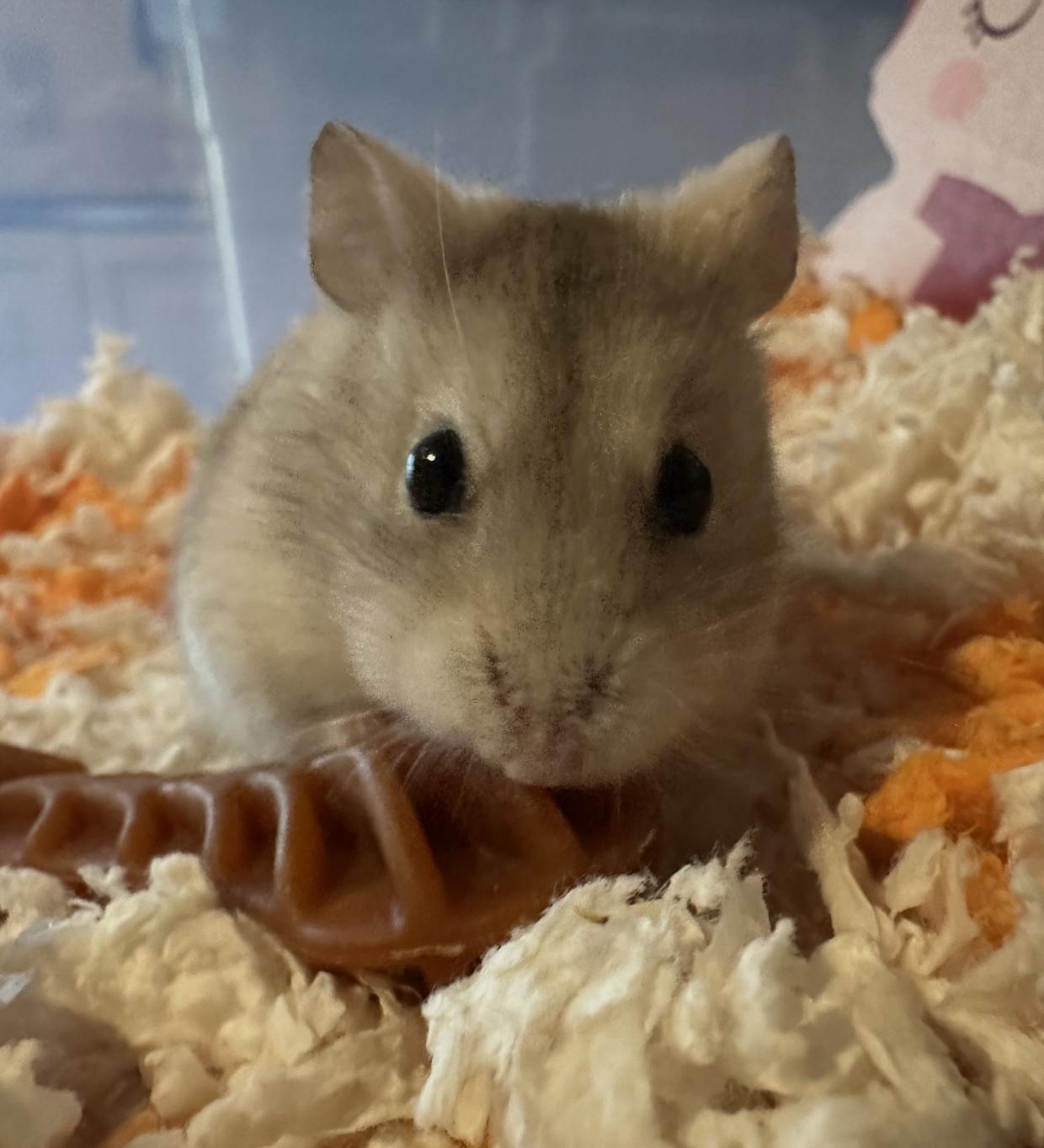 Enlarge Zoey, a Adoptable Dwarf Hamster in Minneapolis, MN image 1/4