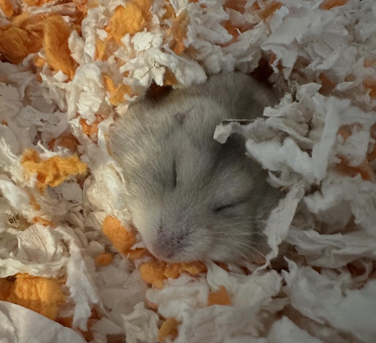 Enlarge Zoey, a Adoptable Dwarf Hamster in Minneapolis, MN image 2/4