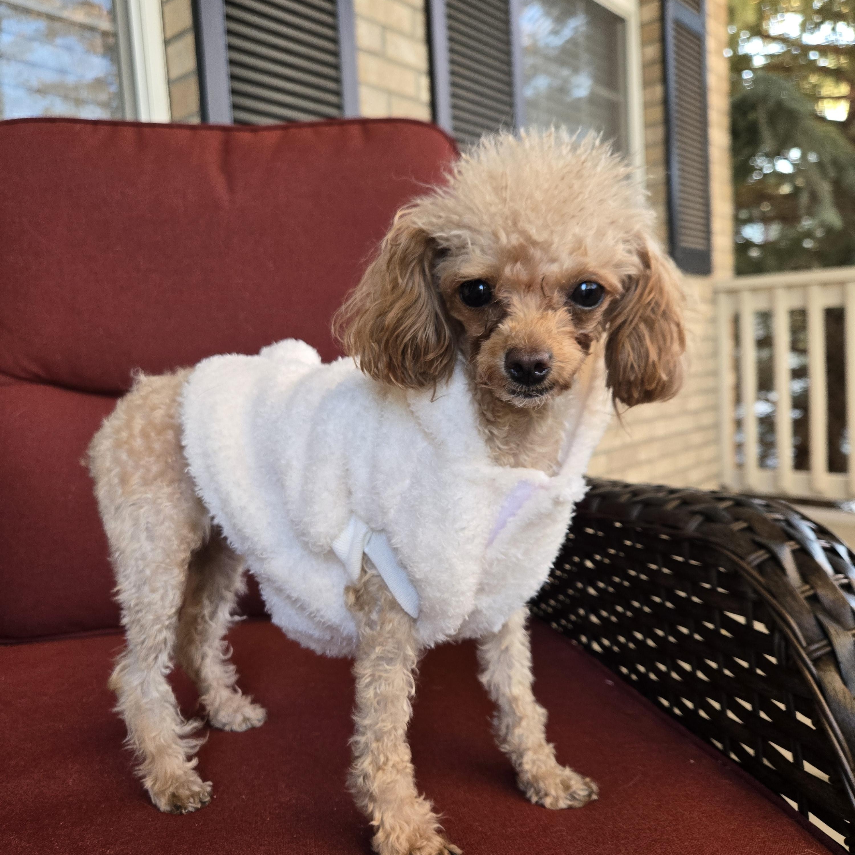 Enlarge Delilah, a Adoptable Poodle (Toy) in Thornton, CO image 1/5