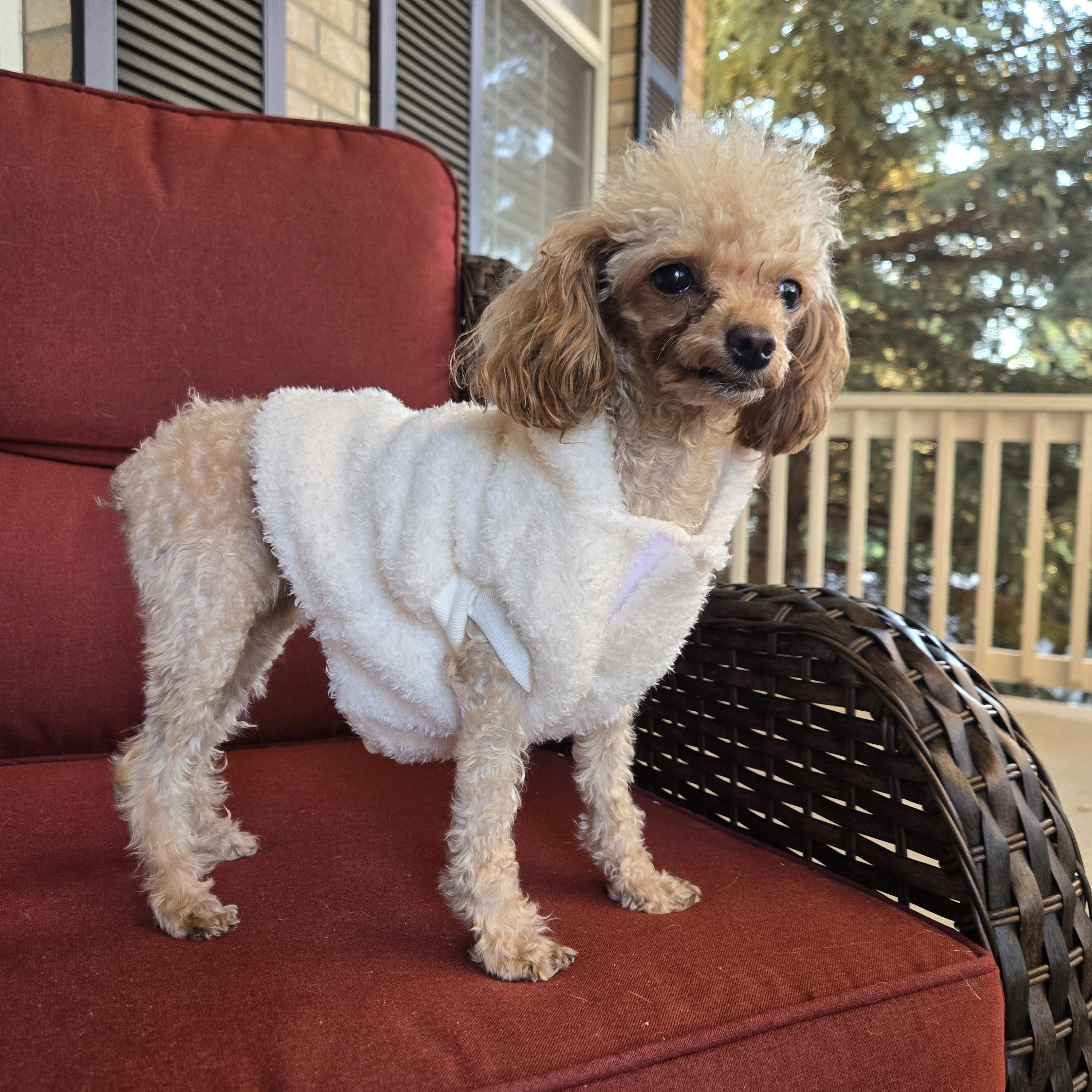 Enlarge Delilah, a Adoptable Poodle (Toy) in Thornton, CO image 4/5