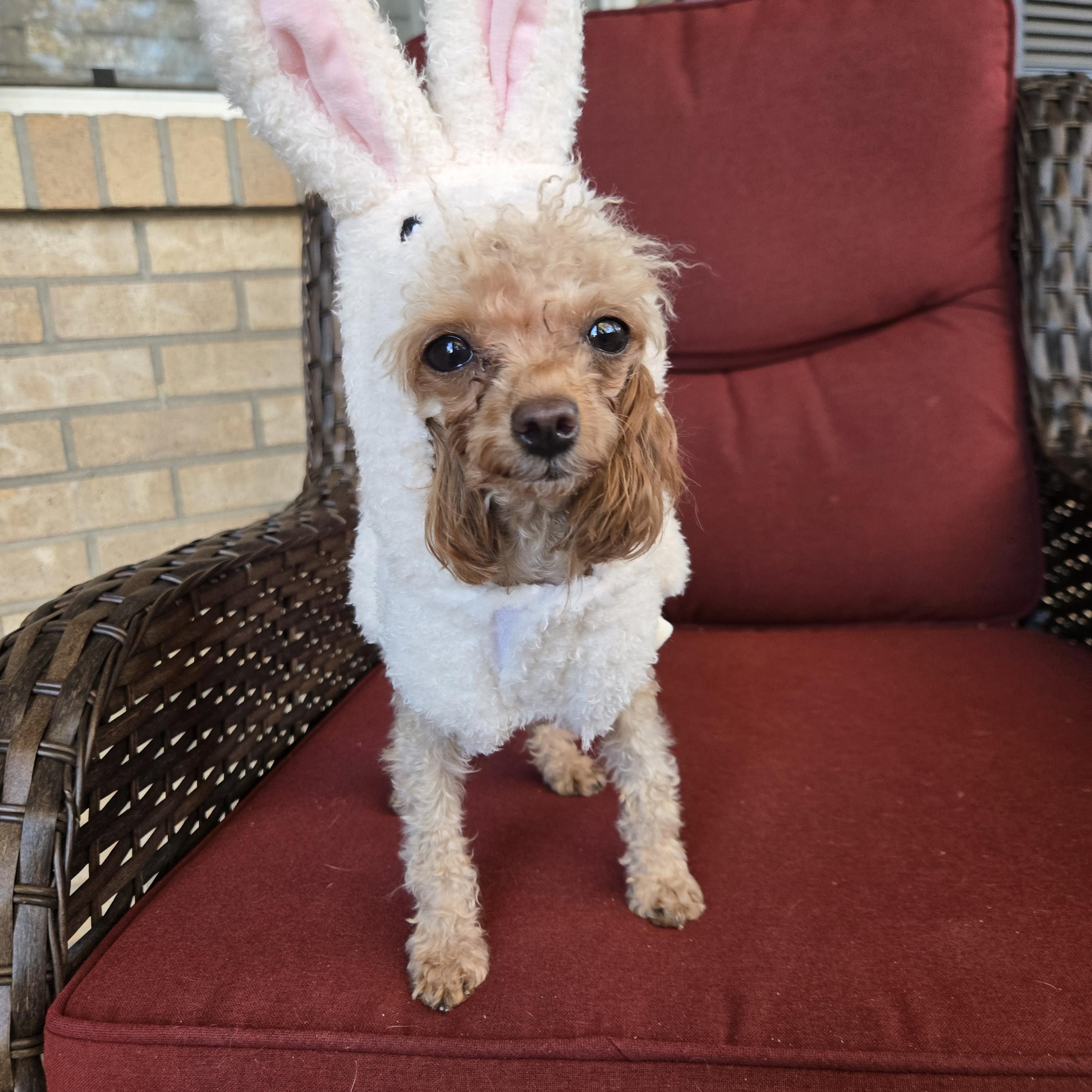 Enlarge Delilah, a Adoptable Poodle (Toy) in Thornton, CO image 5/5