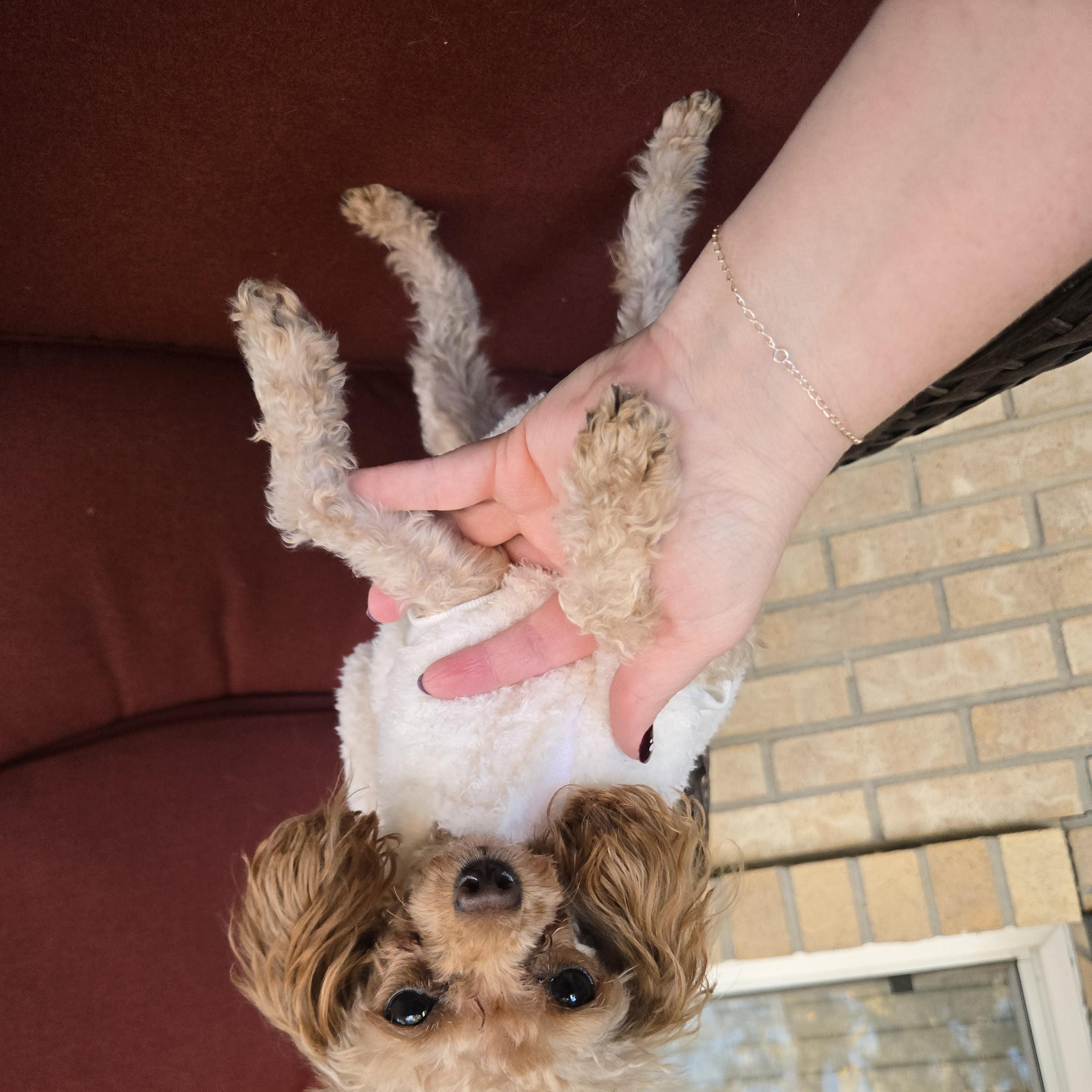 Enlarge Delilah, a Adoptable Poodle (Toy) in Thornton, CO image 2/5