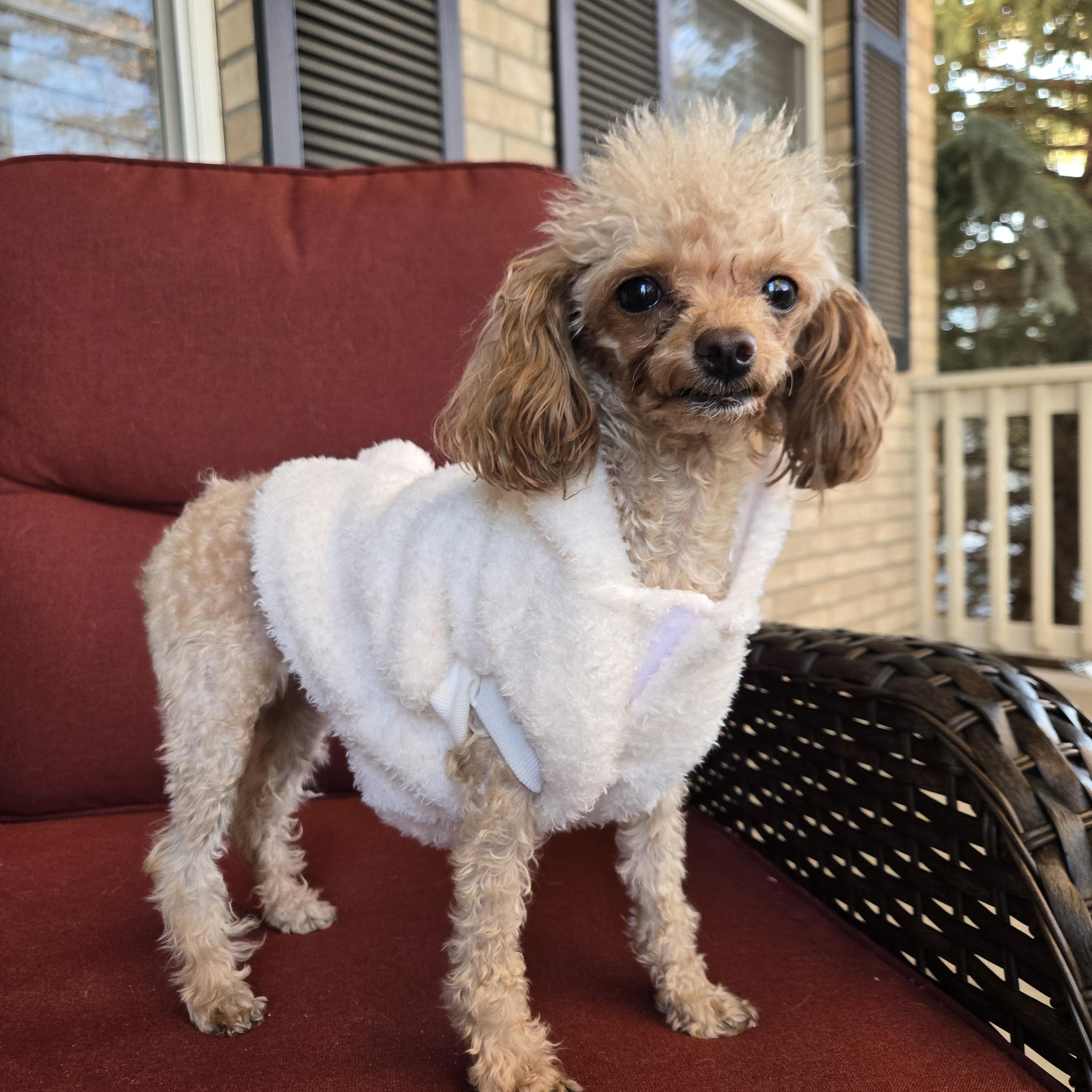Enlarge Delilah, a Adoptable Poodle (Toy) in Thornton, CO image 3/5