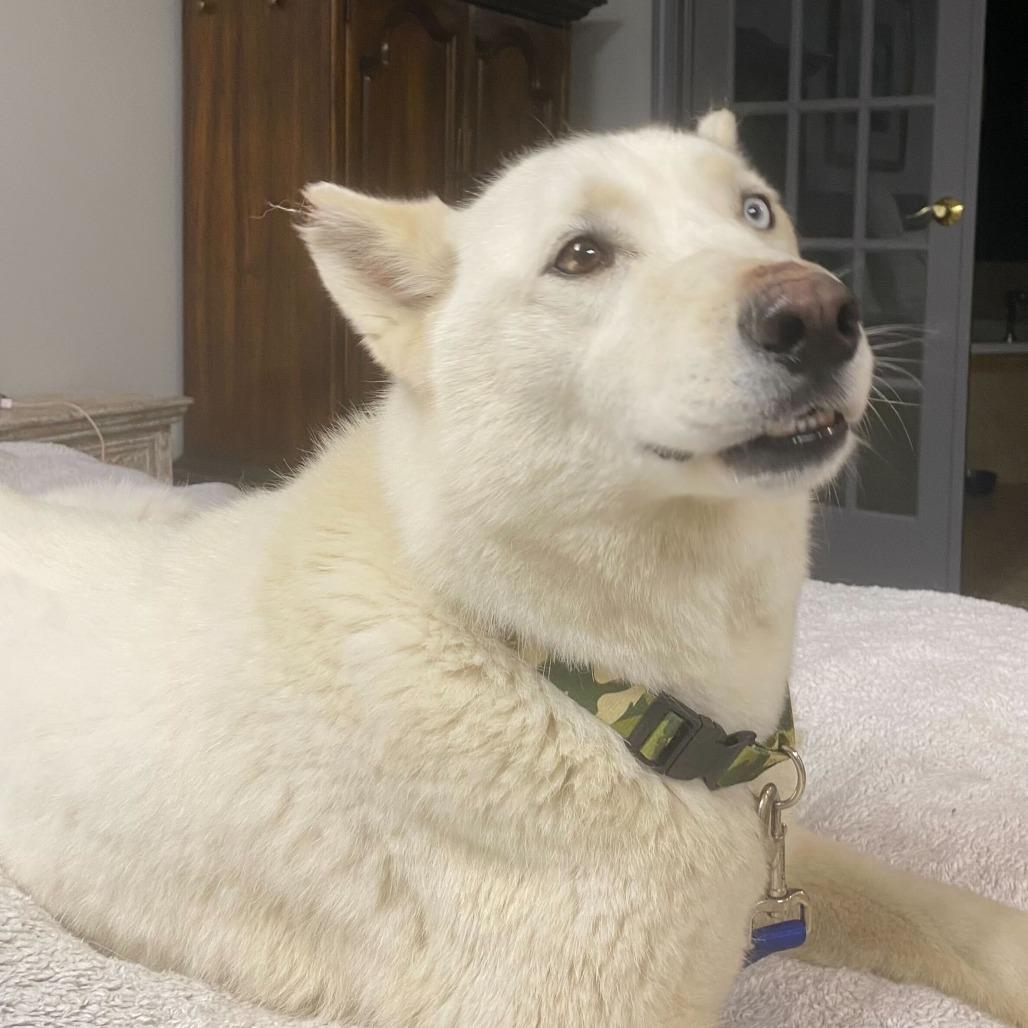 Notch, Adoptable, Adult Male Siberian Husky.