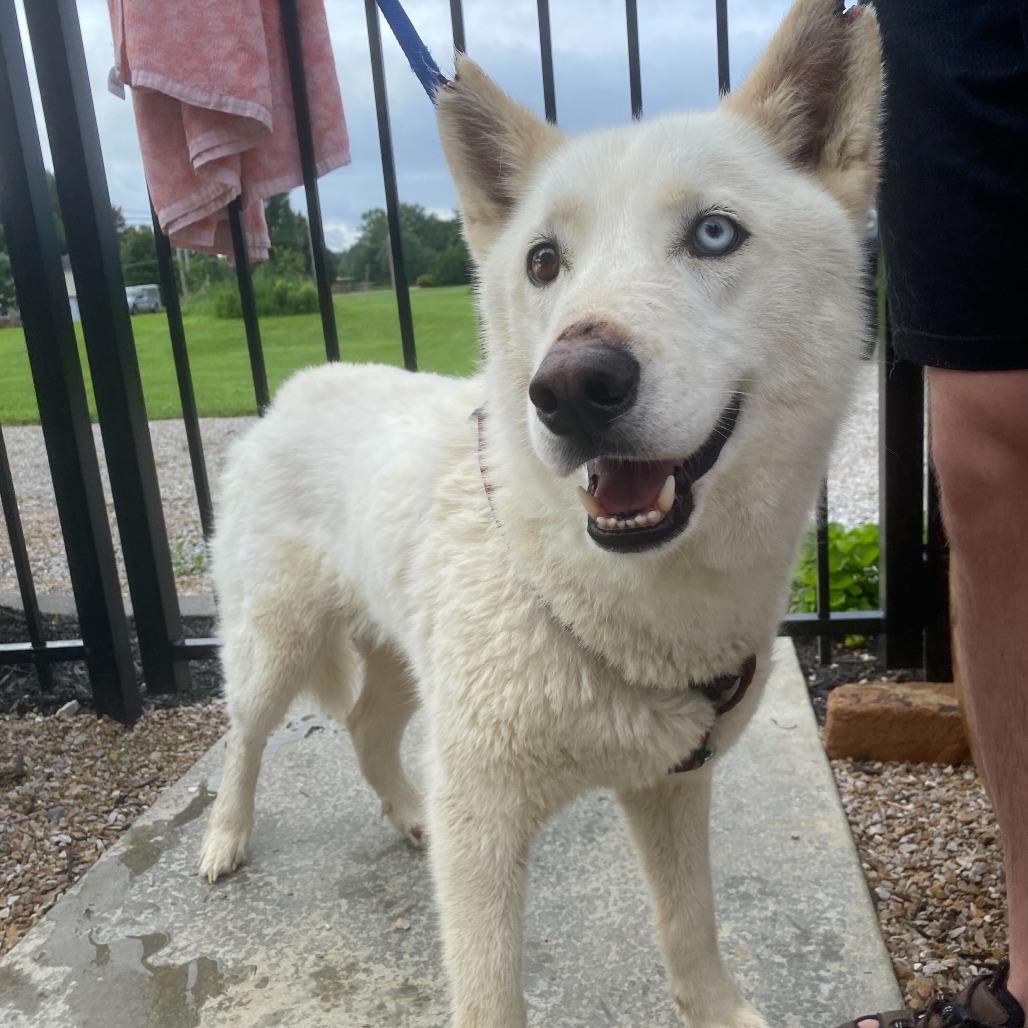 Notch, a Adoptable Siberian Husky in Evansville, IN image 2/6