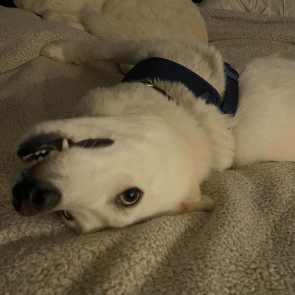 Notch, a Adoptable Siberian Husky in Evansville, IN image 3/6