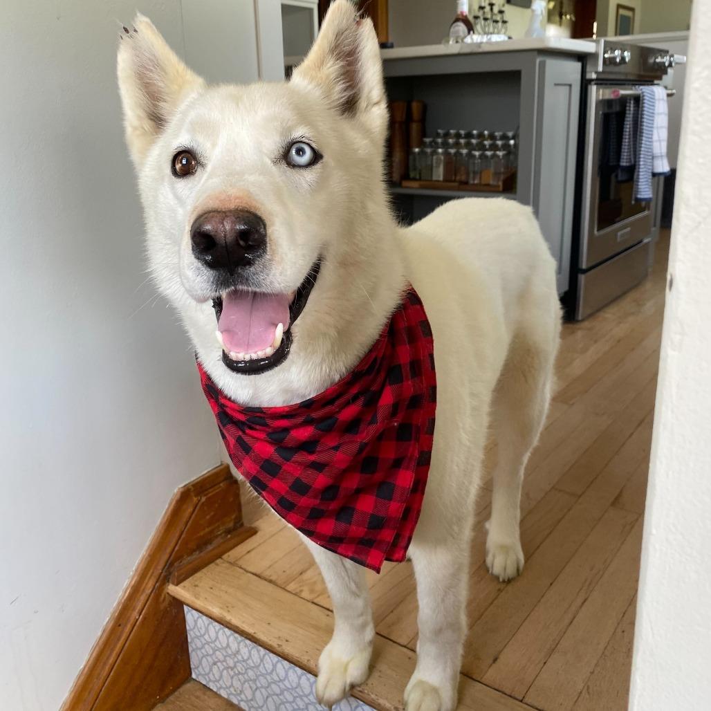 Notch, a Adoptable Siberian Husky in Evansville, IN image 6/6