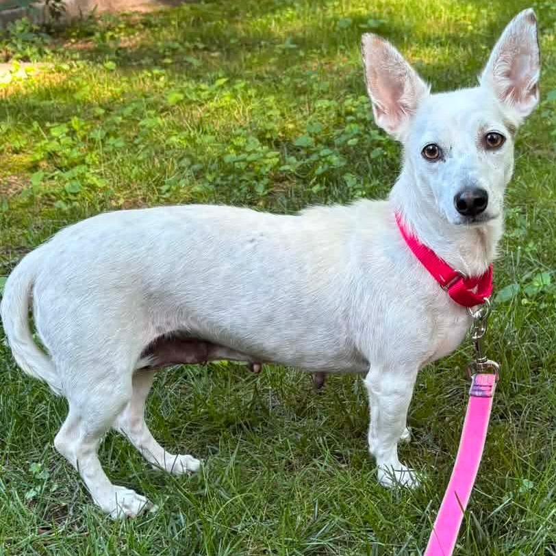 Enlarge Strawberry, a ADOPTABLE mixed breed in Kentwood, MI image 3/5