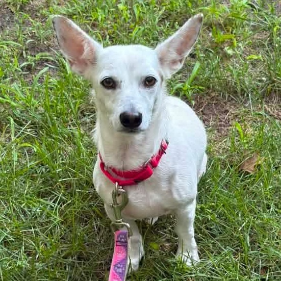 Enlarge Strawberry, a ADOPTABLE mixed breed in Kentwood, MI image 4/5