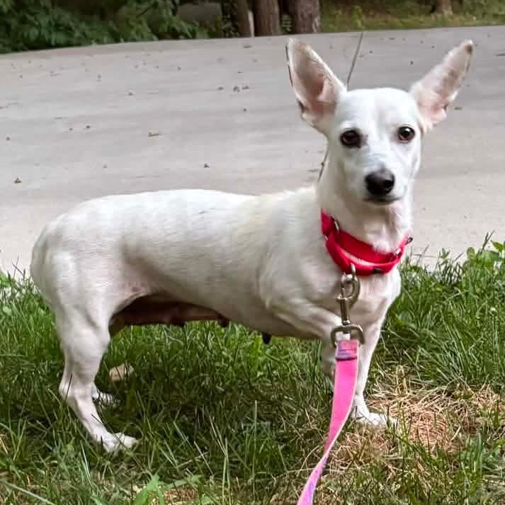 Strawberry, ADOPTABLE, Young Female Dachshund & Chihuahua.