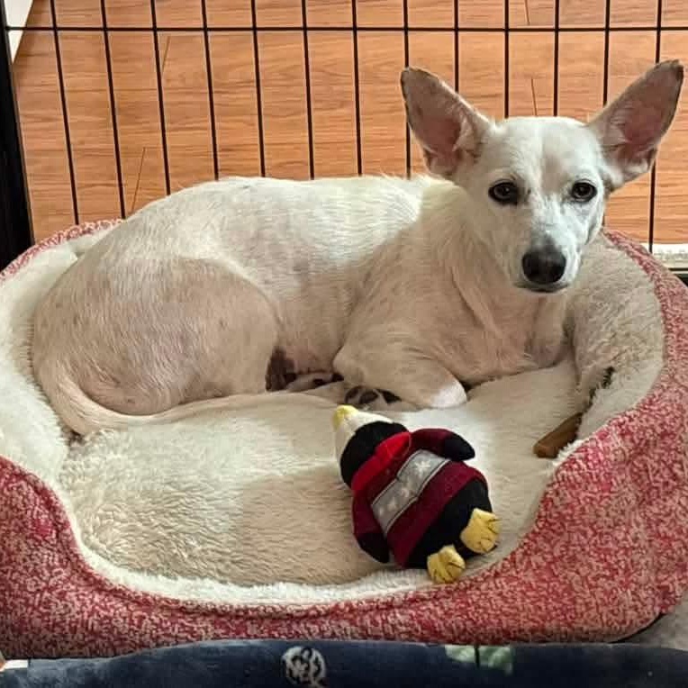 Enlarge Strawberry, a ADOPTABLE mixed breed in Kentwood, MI image 2/5