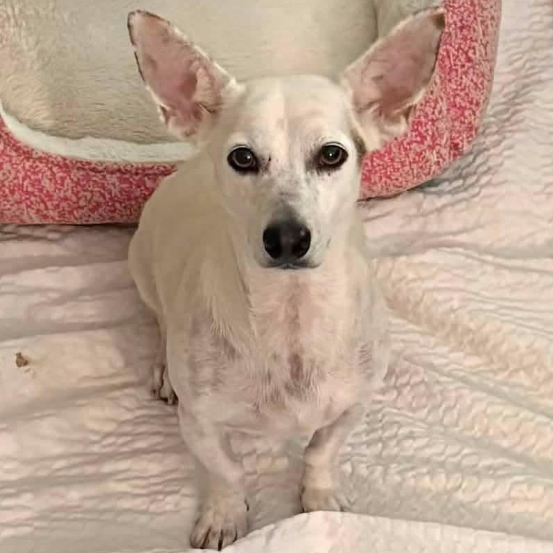 Enlarge Strawberry, a ADOPTABLE mixed breed in Kentwood, MI image 5/5