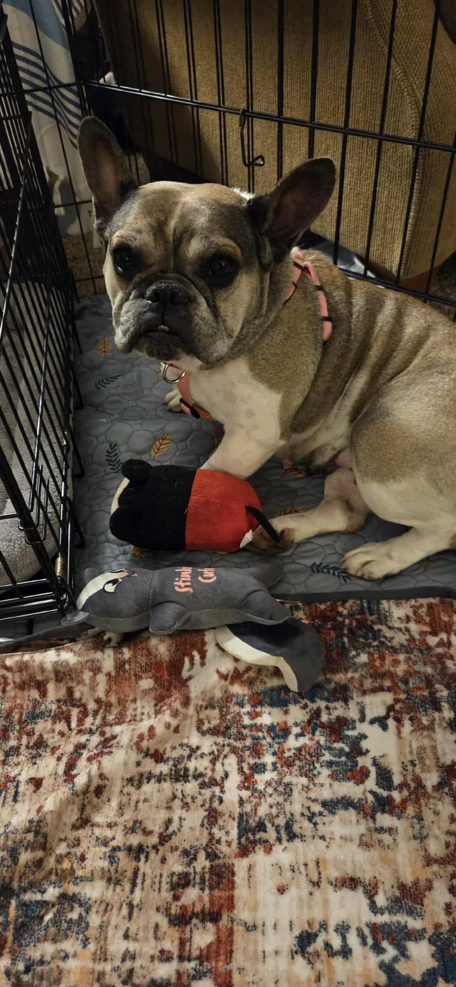 Enlarge Collette, a Adoptable French Bulldog in Catasauqua, PA image 1/3