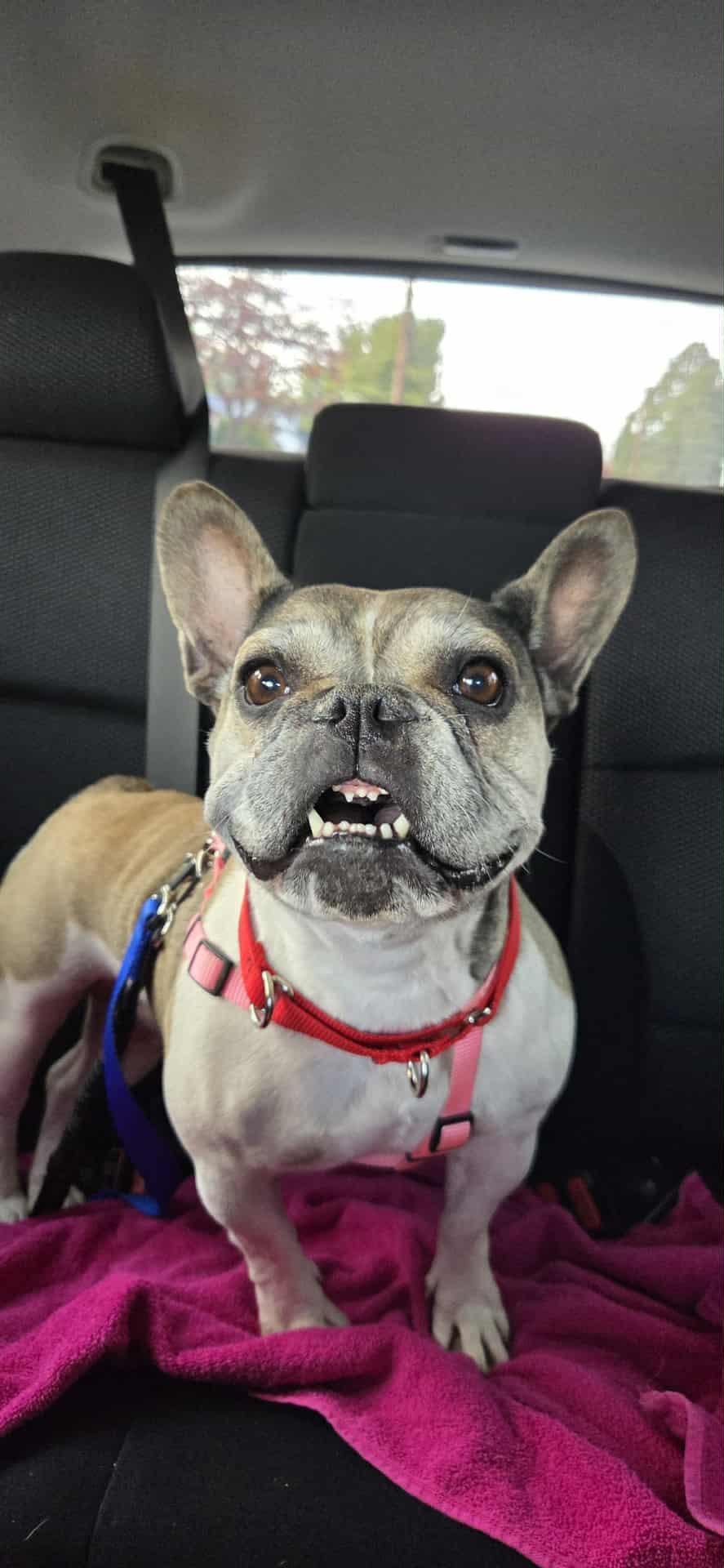 Enlarge Collette, a Adoptable French Bulldog in Catasauqua, PA image 2/3