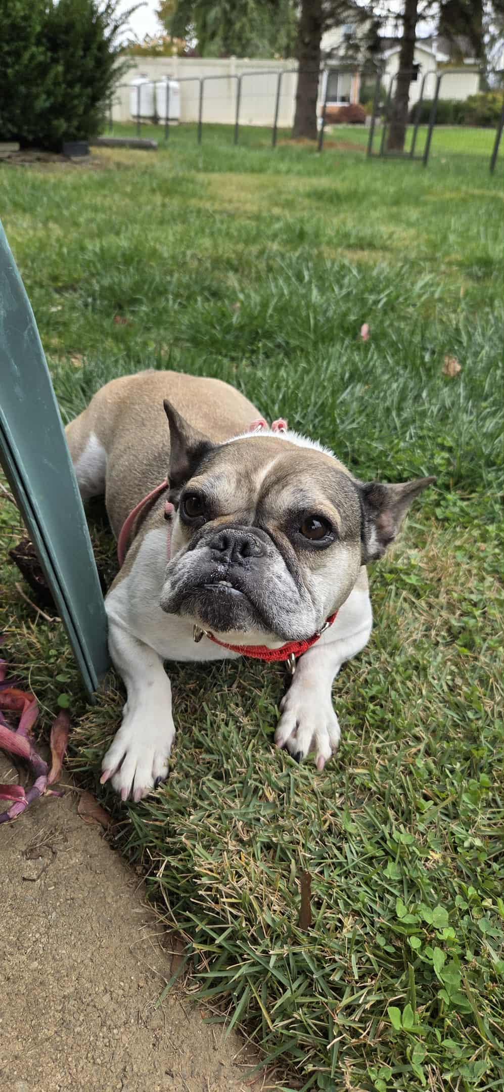 Enlarge Collette, a Adoptable French Bulldog in Catasauqua, PA image 3/3