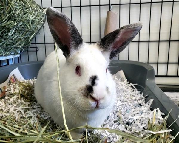 BUSKEN, Adoptable, Adult Male American Sable.