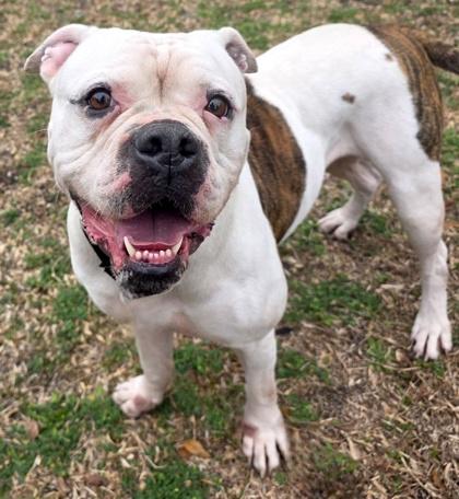 Macchiato — thumbnail 2