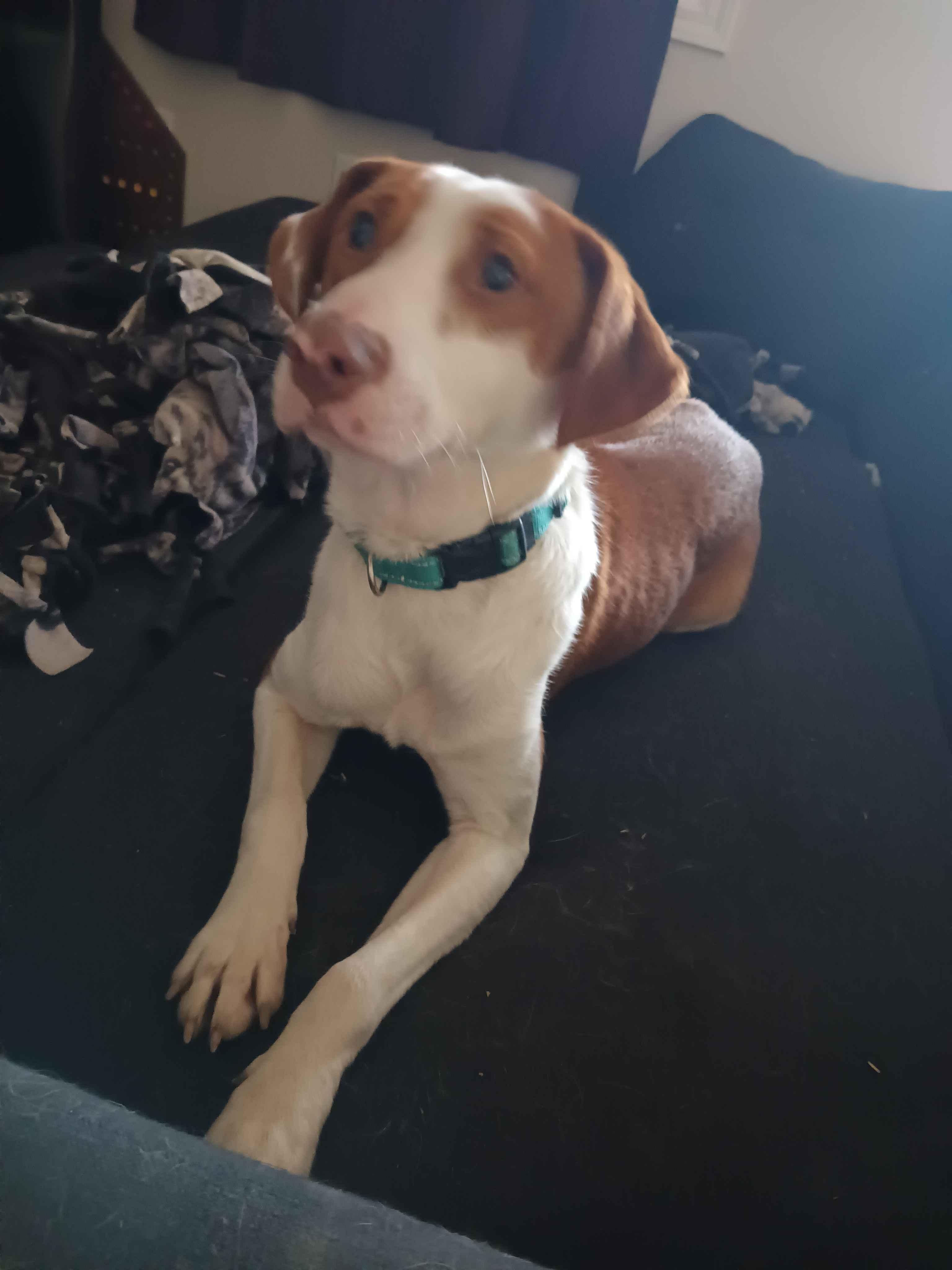 Enlarge Jeremy , an adoptable mixed breed in Roanoke, VA image 3/5